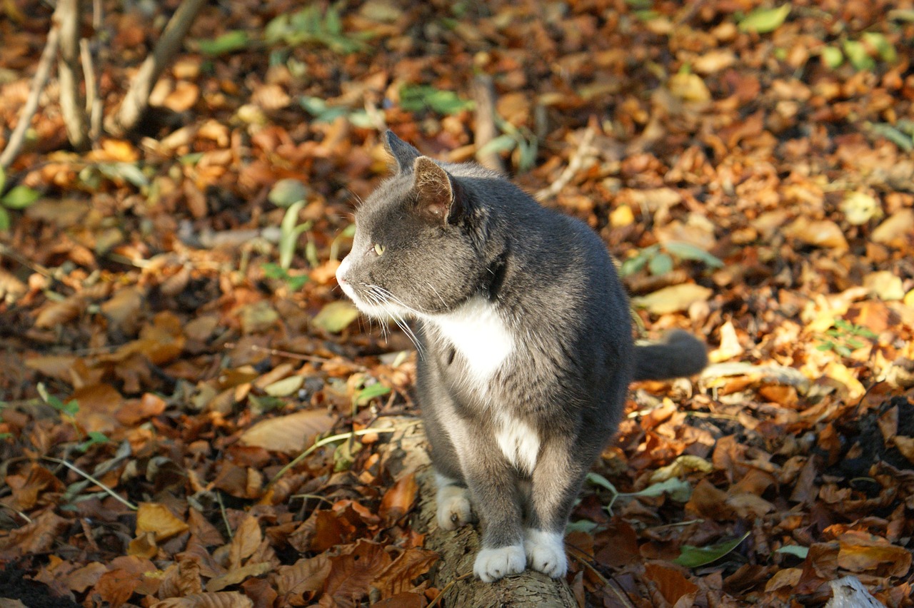 多多猫最新版本下载，【推荐下载】多多猫最新版：特色功能与体验详解