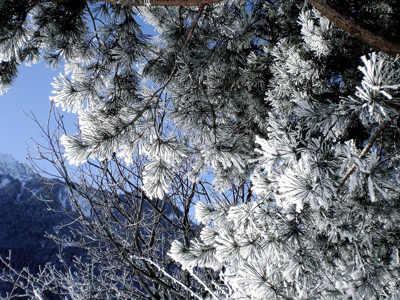 贵州六盘水：雪后初霁引小蝌科xkdapp官网客来