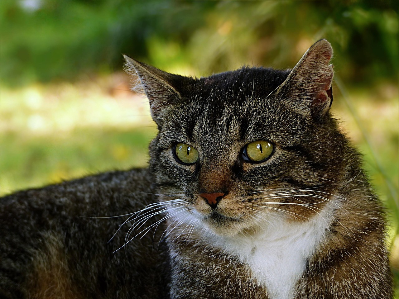 猫咪价格排行表最新，最新猫咪价格排行表及选购须知